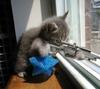 Kitten Sniper
